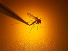 West Nile virus detected in two Boston mosquito samples