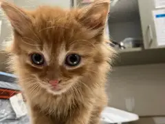 Kitten rescued from storm drain off I-95 after passerby summons ARL
